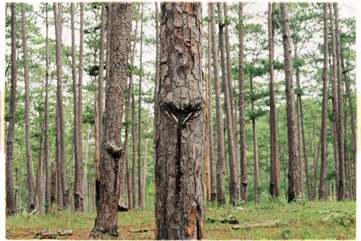 Indonesia’s Forestry Industry: A Complete Guide for Foreign Investors