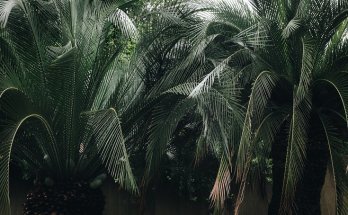 Palm Oil Industry in Indonesia (source:pexels)