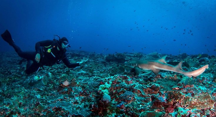 Shark Point, Padang Bai