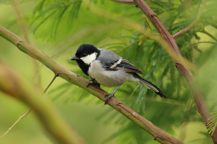 Bali Bird Walk